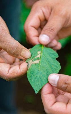 Corteva Agriscience™ | Philippines